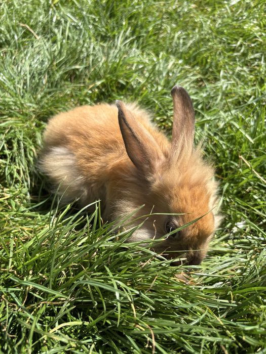 Króliki miniaturki karzełki teddy