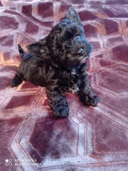 Yourkshriler Terrier