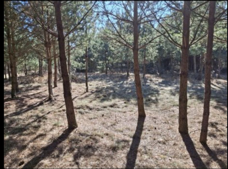 Działka na mazurach, wieś Kolonia gmina Świętajno. Wydane war.zabudowy