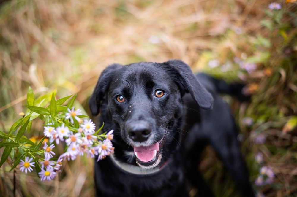 Młody, wesoły, wysportowany czarny pies w typie labradora do adopcji.