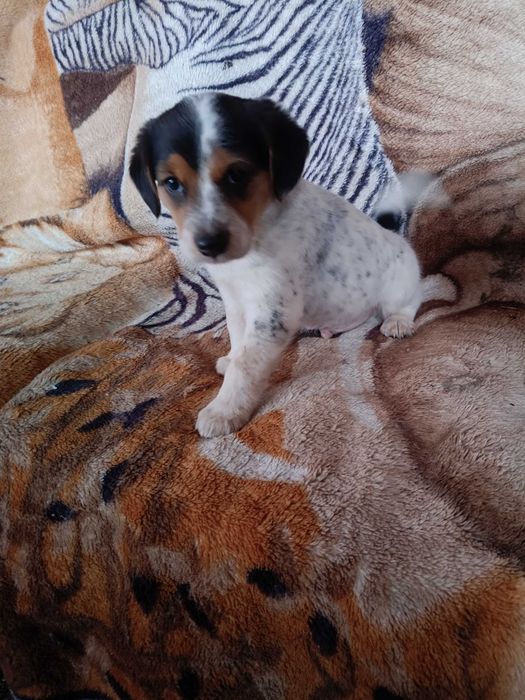 Oddam w dobre ręce szczeniaki