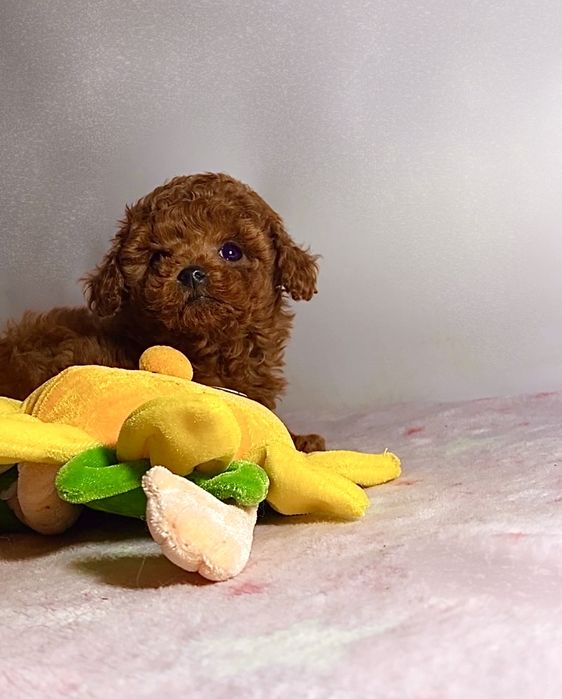 Шикарная микро мишка мальтипу / той пудель тикап Китай