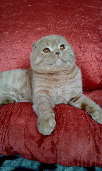 Персик в'яжеться