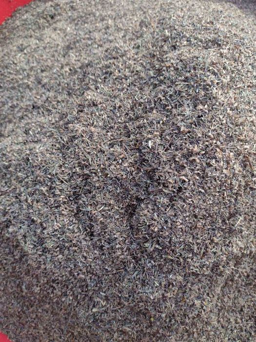 Tymianek nasienny 2025 liść