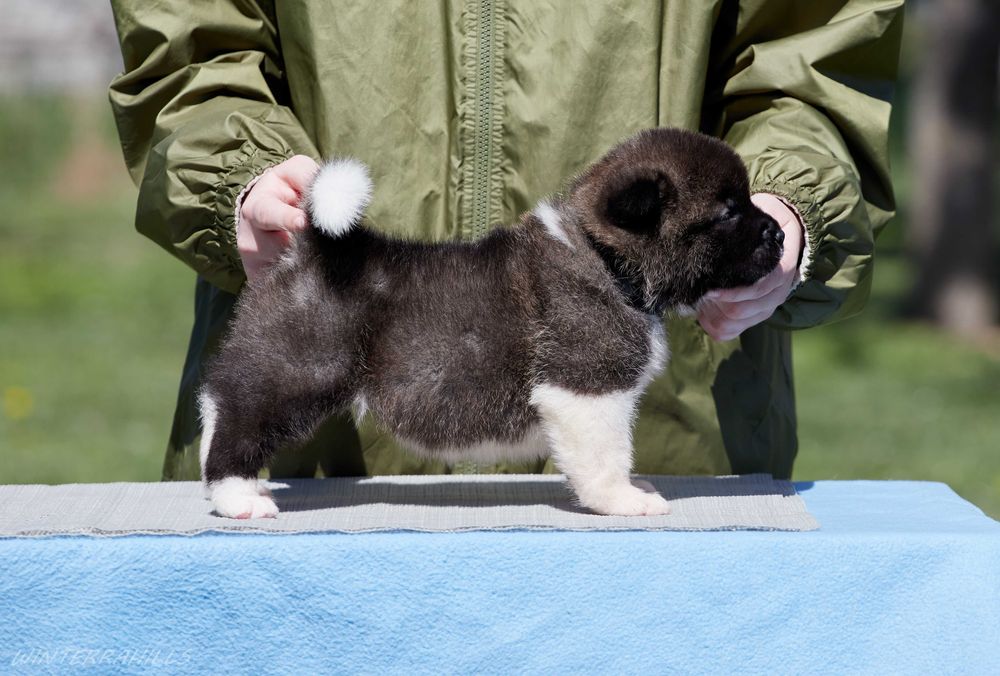 Американська Акіта – дуже перспективні цуценята вищого класу!