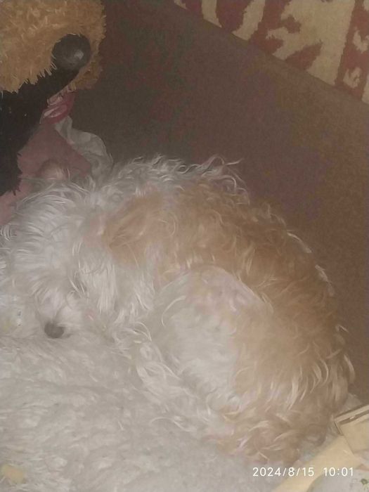 Отдам в хорошие руки