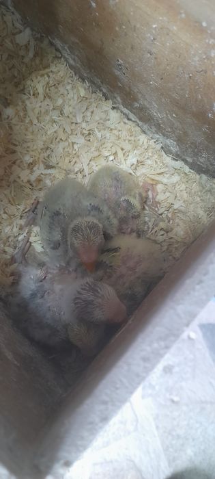 Agapórnis  para domesticar