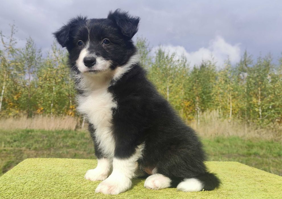 Wspaniała suczka BORDER COLLIE z pełną dok. rodzice - przebadani z dobrym pochodzeniem