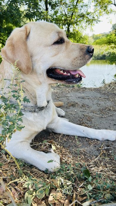 Вязка Лабрадор Ретривер.