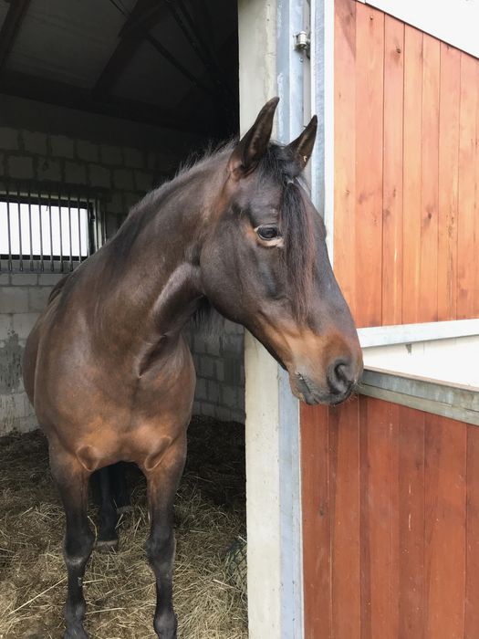 Współdzierżawa wałaszka - PRE