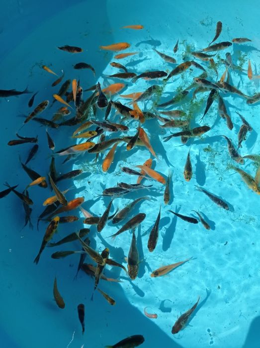 Carpas kois jovens 3cm a 5cm