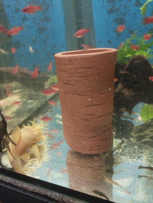 Glonojady tarlaki jasne i ciemne