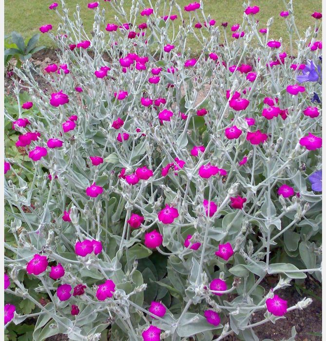 Лихнис корончатый