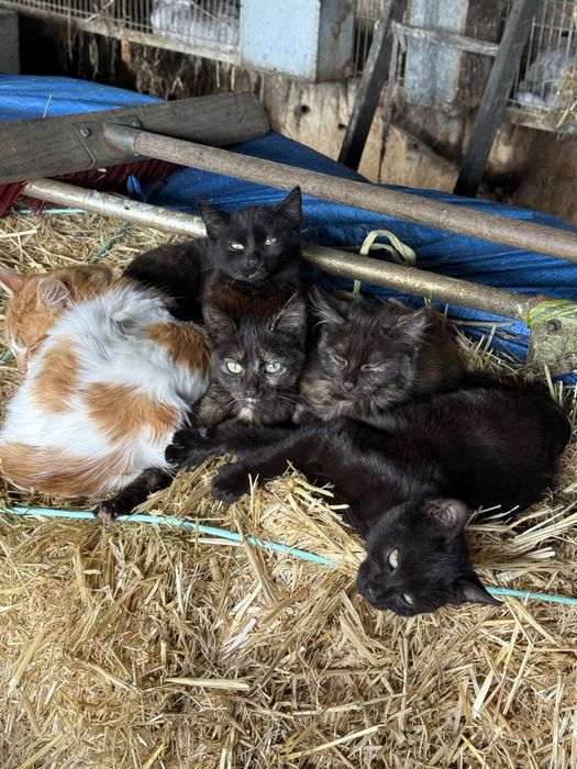 Gatos super meigos para adocao