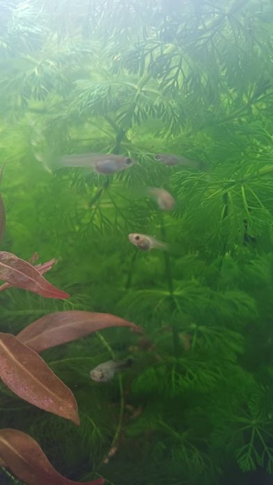 Guppy (alevins) e caracois