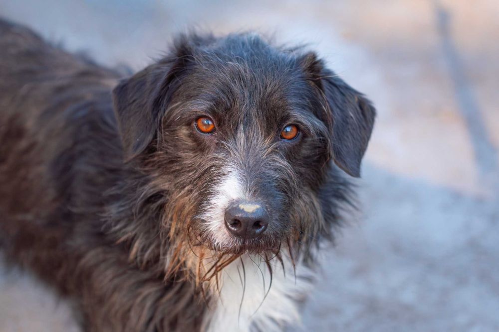 GOLEX - mały wesoły piesek poleca się do adopcji