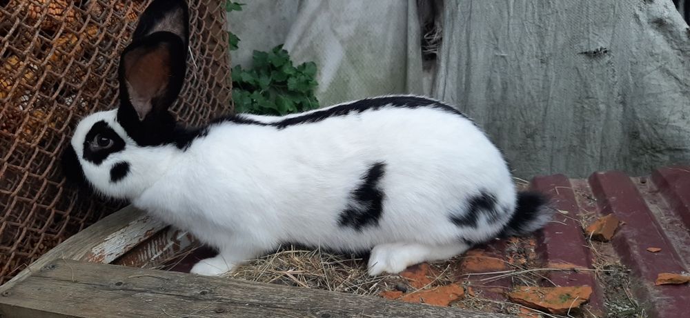 Продам кролів породи бургундець, строкач