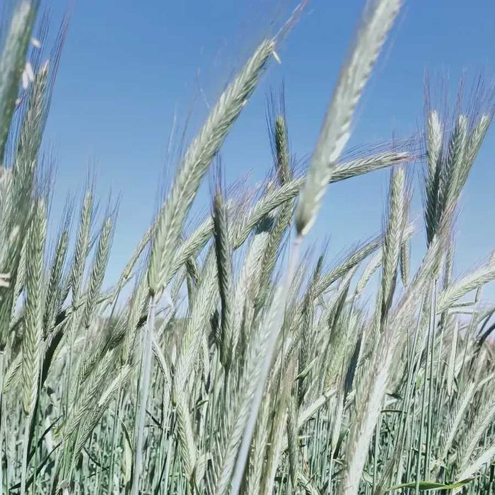 Centeio - Variedade certificada - Agricultura Biológica