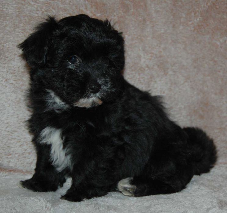 Hawańczyk śliczny  pieseky