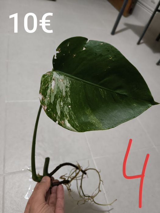 Cutings de monstera albo variegata