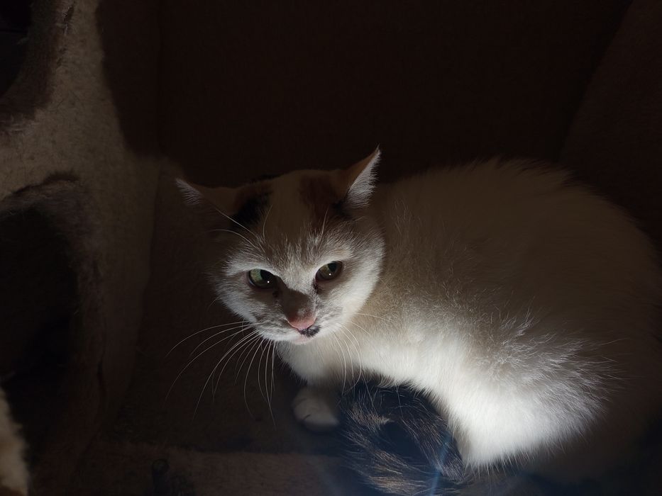 Piękna trikolorka Jesień potrzebuje domku