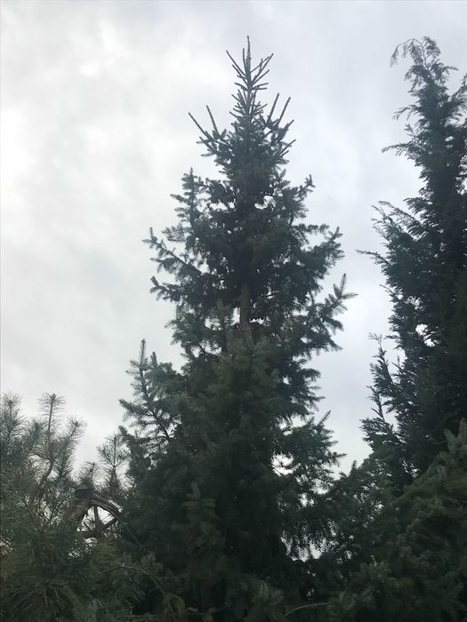 Żywy świerk srebny. Choinka na święta.