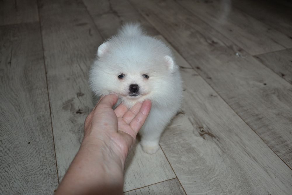 Белый мальчик, приятная цена!