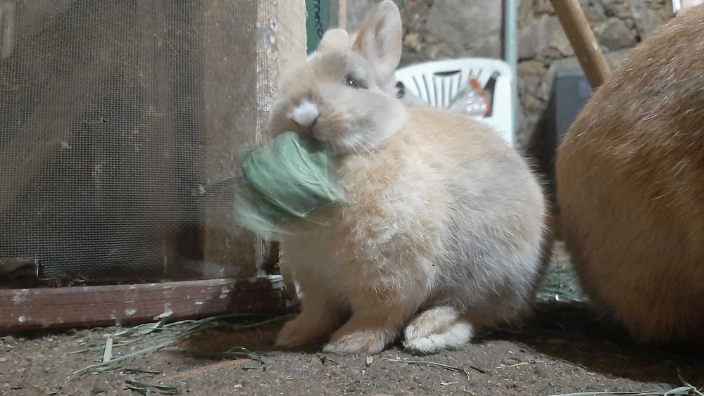 Coelho Angorá anão