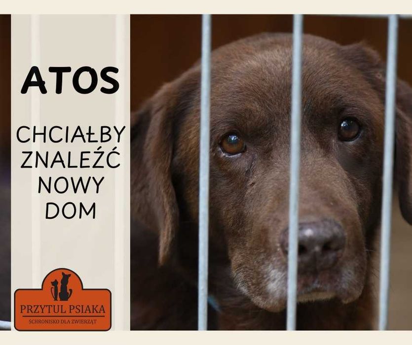 Atos - pies w typie labradora