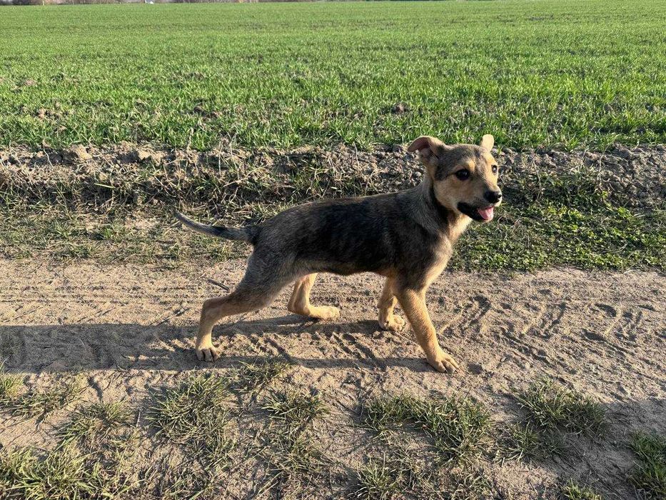 Боніта шукає дім