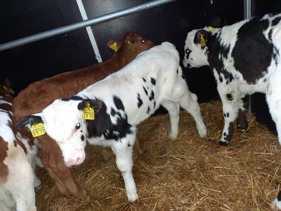 Iwaniska mięsne cielęta byczki