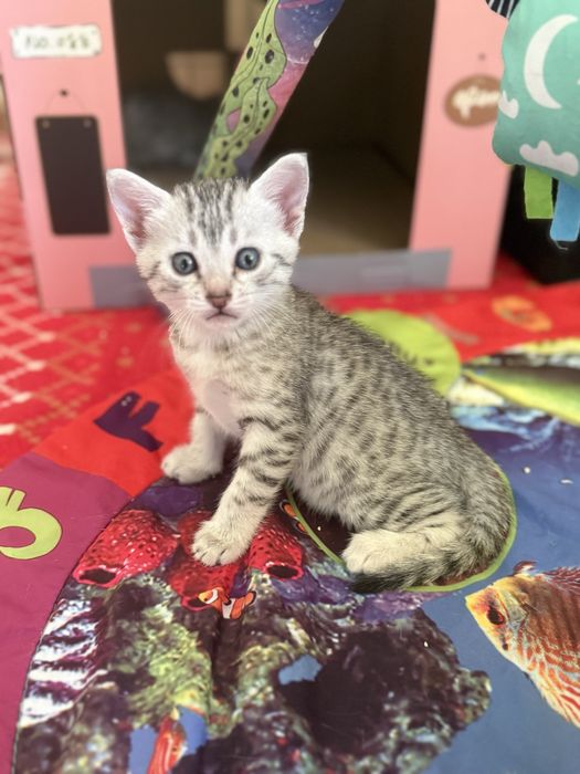 Kot Egipski Mau  mały gepard