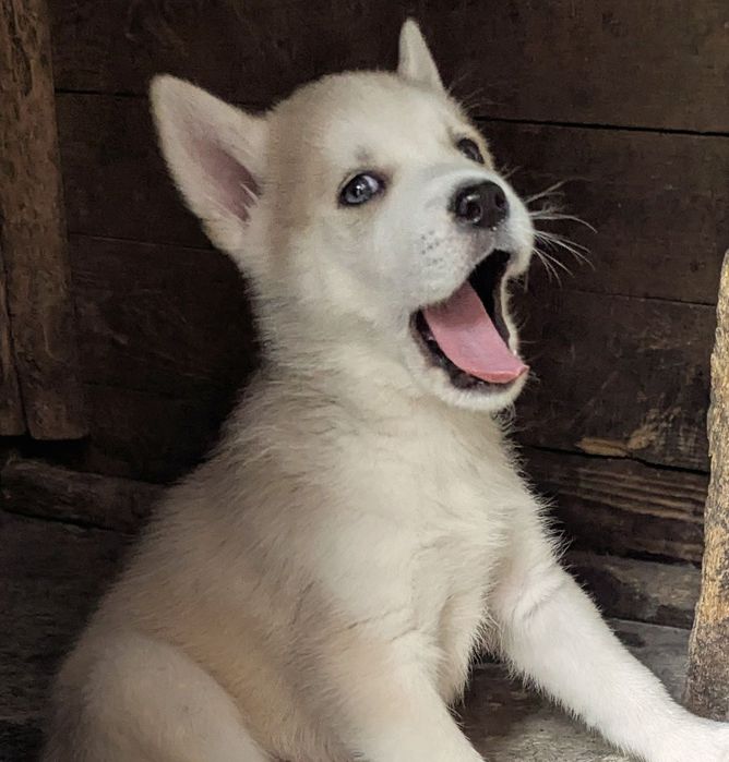 Хлопчик! Продам .
