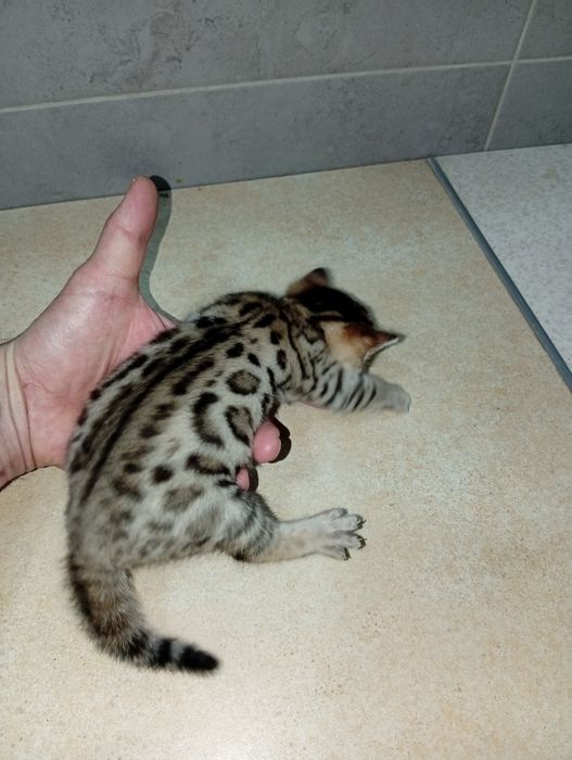 Бенгальский мальчик дикий окрас