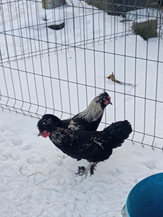 Sprzedam koguty ozdobne