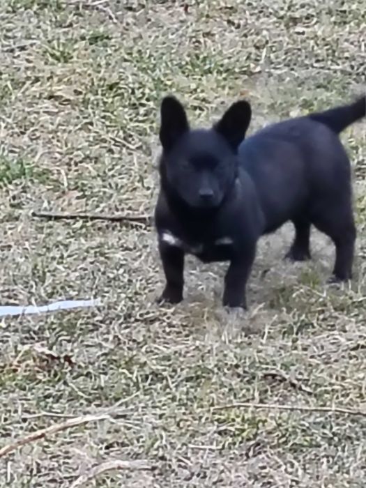 Oddam pieska suczka mieszaniec