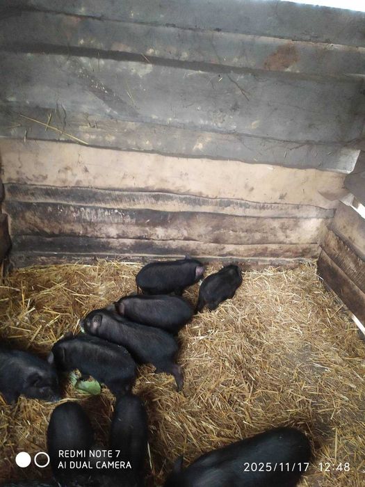 Поросята в'єтнамської породи