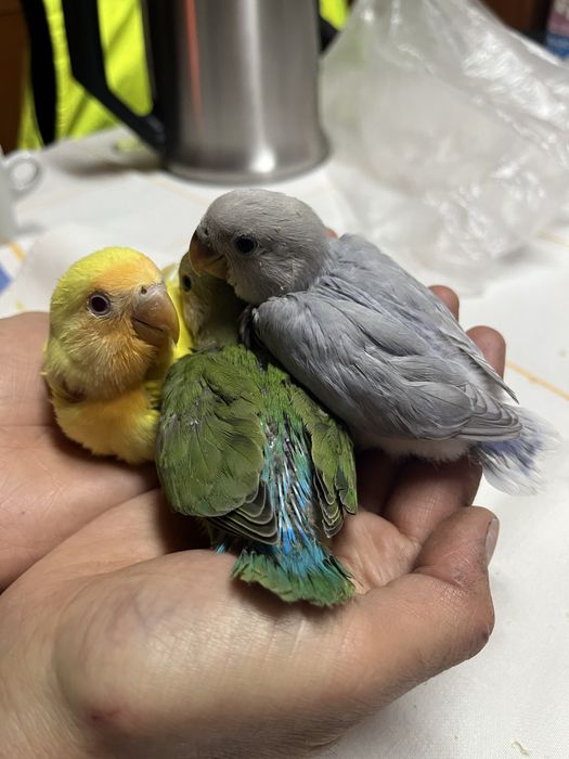 Agapornis para criar á mão