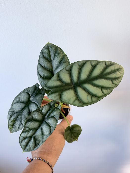 Alocasia Silver Dragon, planta da casa