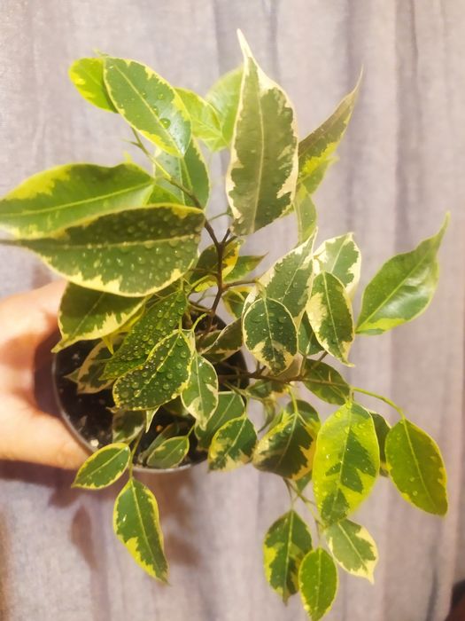 Фікус бенджаміна