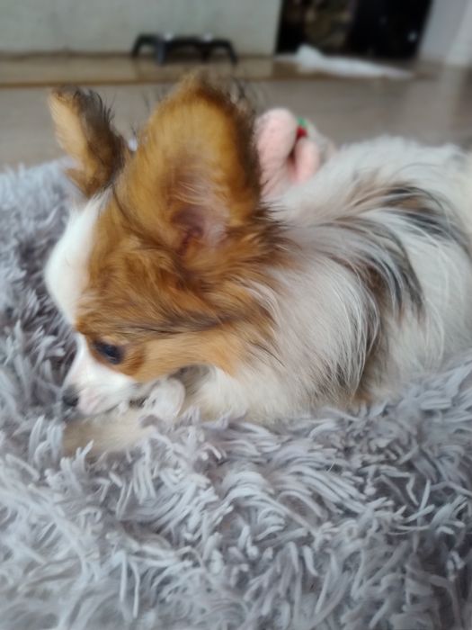 Піпільйон папійон