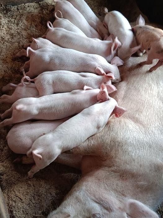 Продам поросят ф1