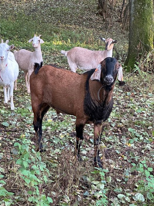 Sprzedam kozła anglonubijsjlkiego z rodowodem