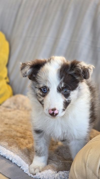 Border Collie Red Merle Fêmea (Olho Azul e Verde)