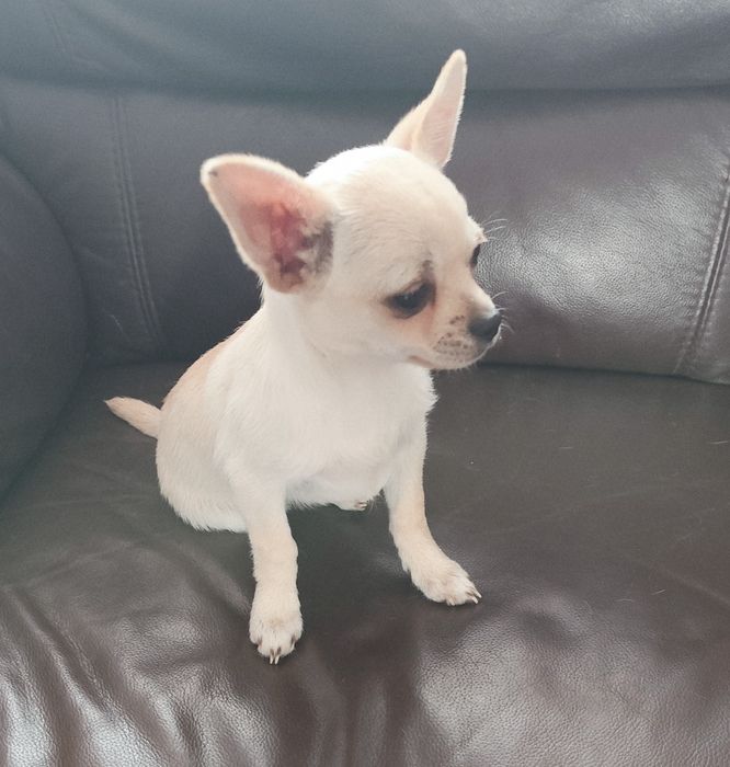 Chihuahua z rodowodem