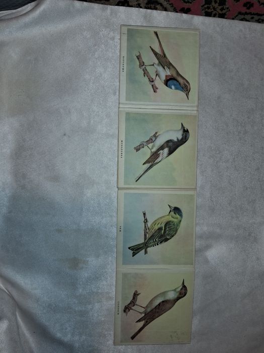 Птицы книжка-раскладка