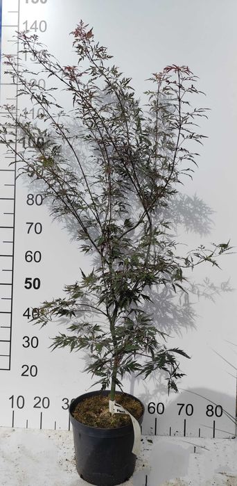 Klon palmowy "Royal Garnet"