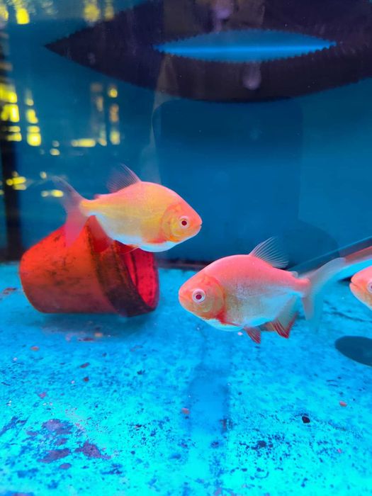 Pacu\Colossoma brachypomum ALBINO 8-12cm