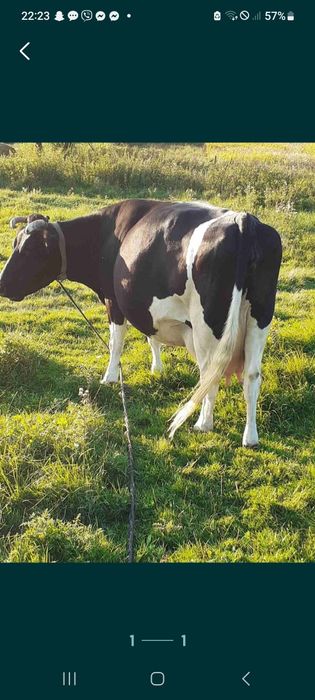 Продам добру корову