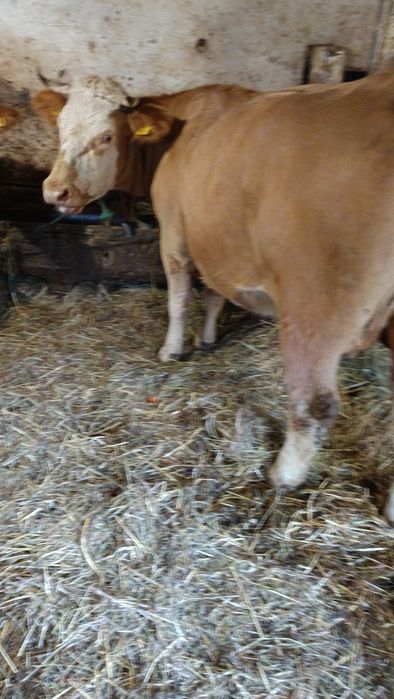 Sprzedam dwie krowy na ocieleniu